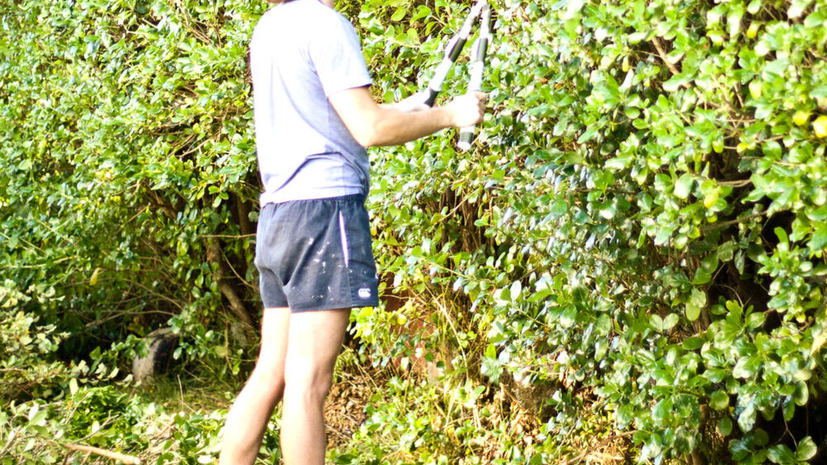 Young gardener in shorts and gumboots trimming a tall hedge with loppers