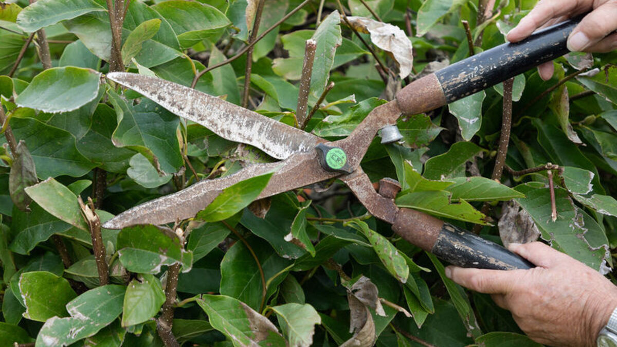 Hands trimming a leafy hedge with well-used garden shears