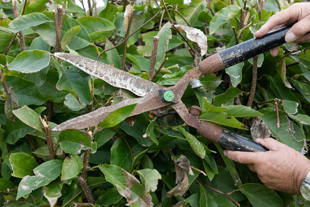 Weathered hands pruning a shrub with rusty shears