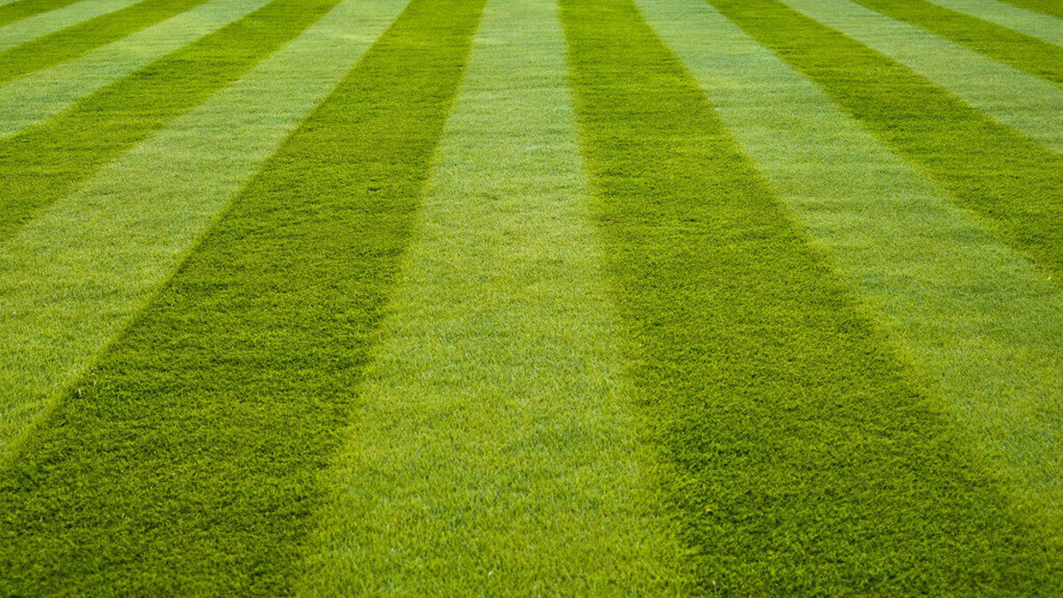 Freshly mown lawn with crisp green mowing stripes